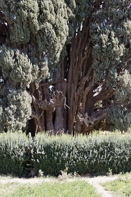 Abarkuh-Cyprès de 4500-5000 ans-004